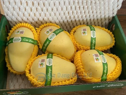 Mẫu tem nhãn sản phẩm được dán trực tiếp lên quả xoài
