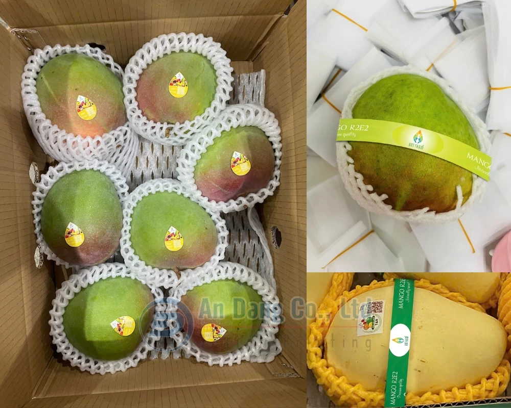 Trái xoài nổi bật hơn khi được dán tem nhãn sản phẩm